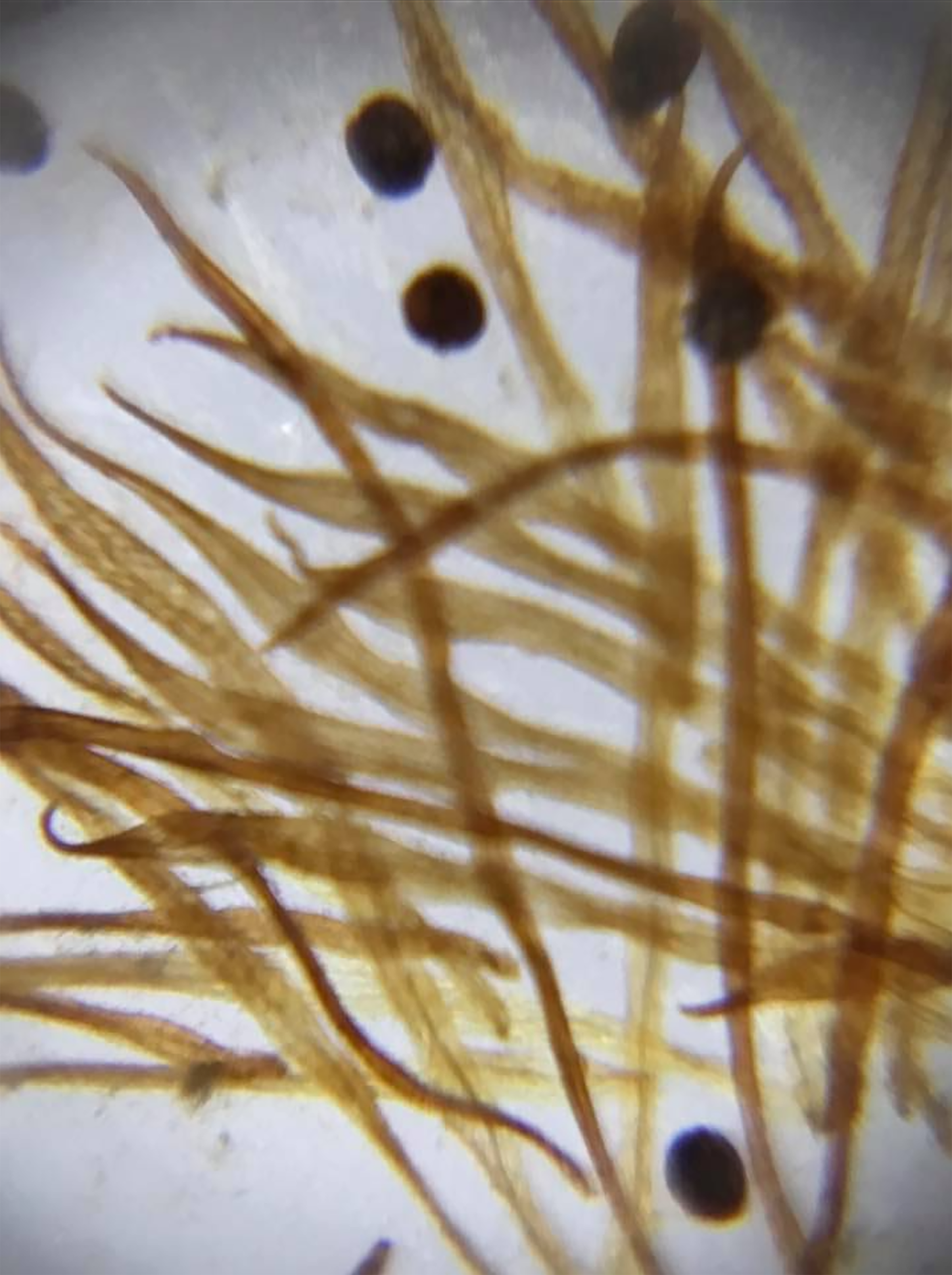 Micro Project – Small Plants, Big Discoveries: AI-Driven Exploration